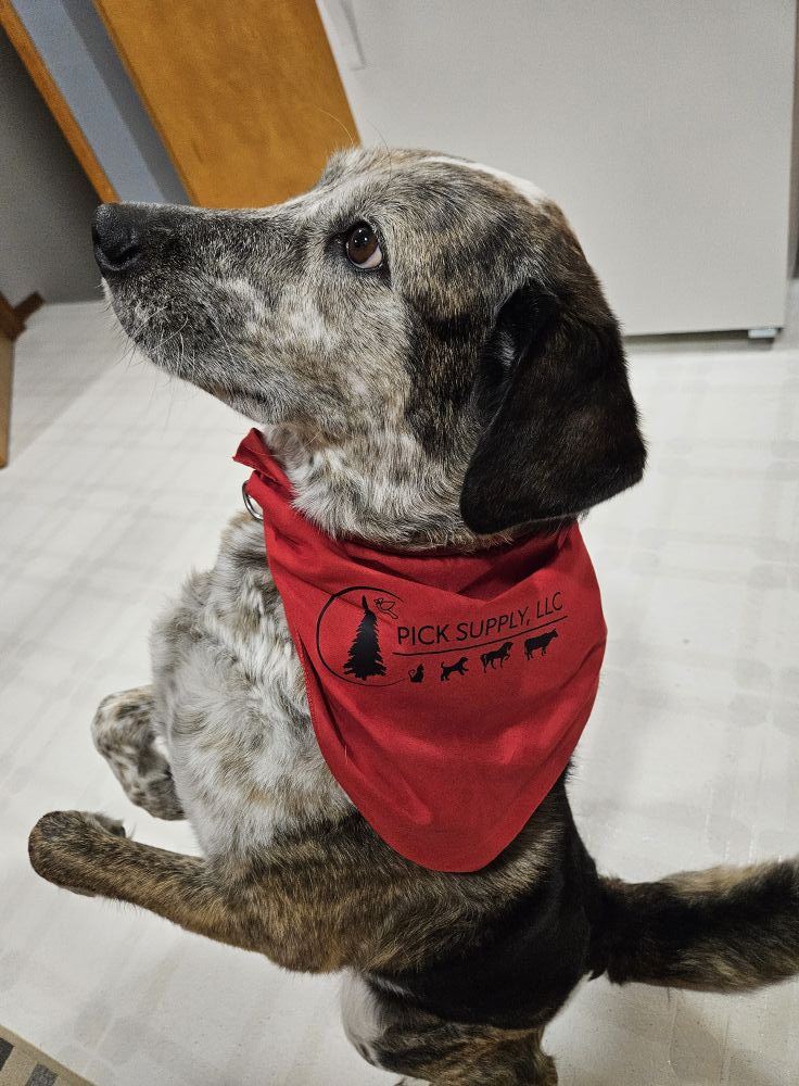 Doggie Bandana